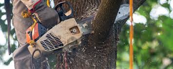 Best Fruit Tree Pruning  in Milford, DE